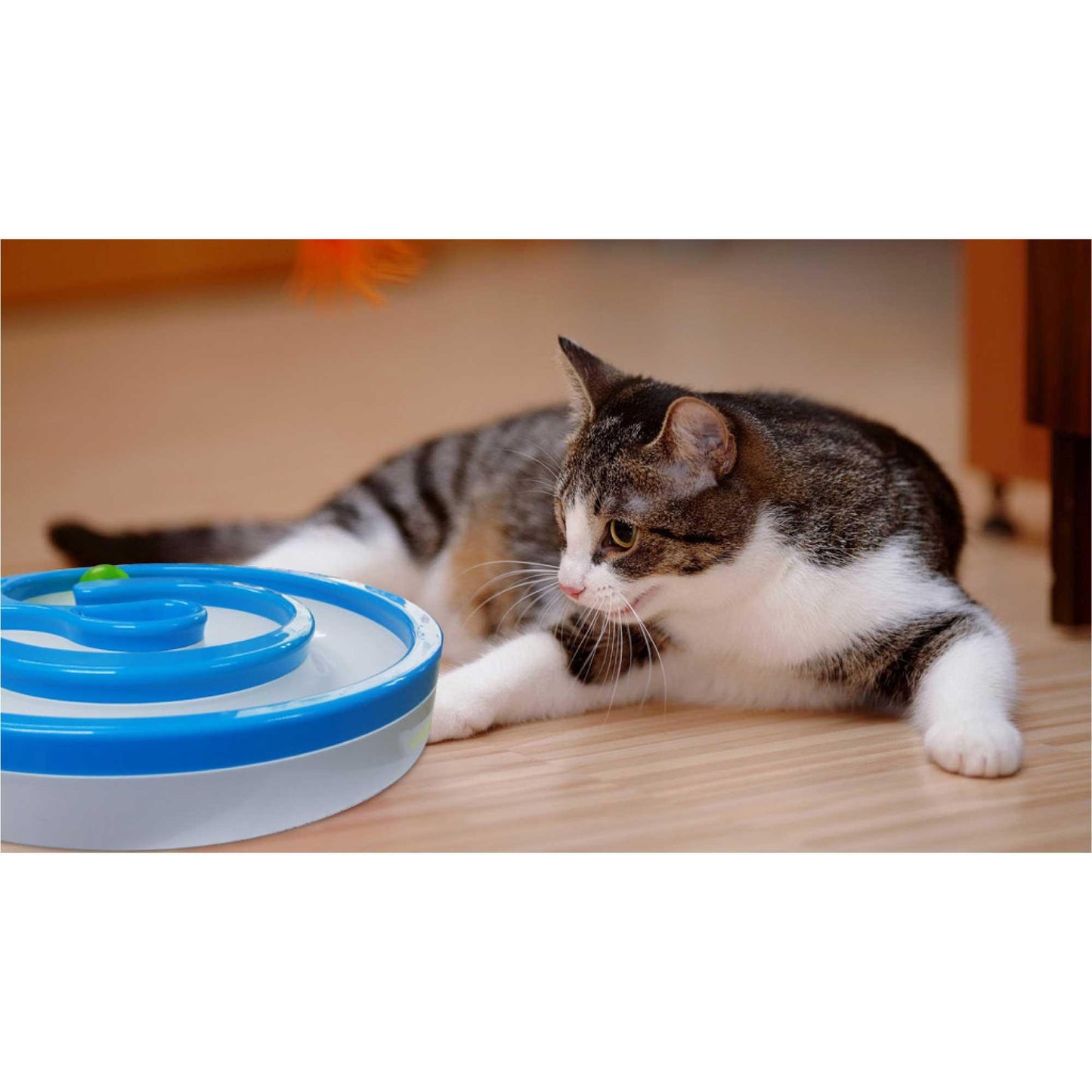 Interactive Cat Track Circle with LED Sound Light Rolling Ball - Chase Play Toy - Mega Pet Store
