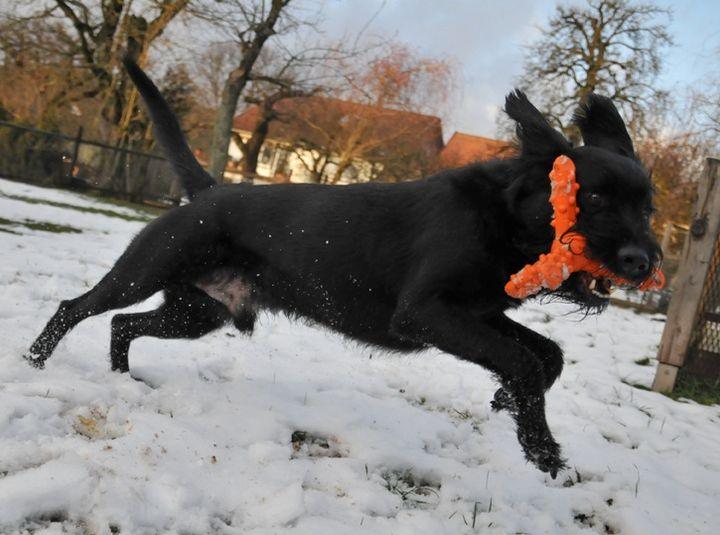 Major Dog Whirl Fetch Toy - Large - Mega Pet Store
