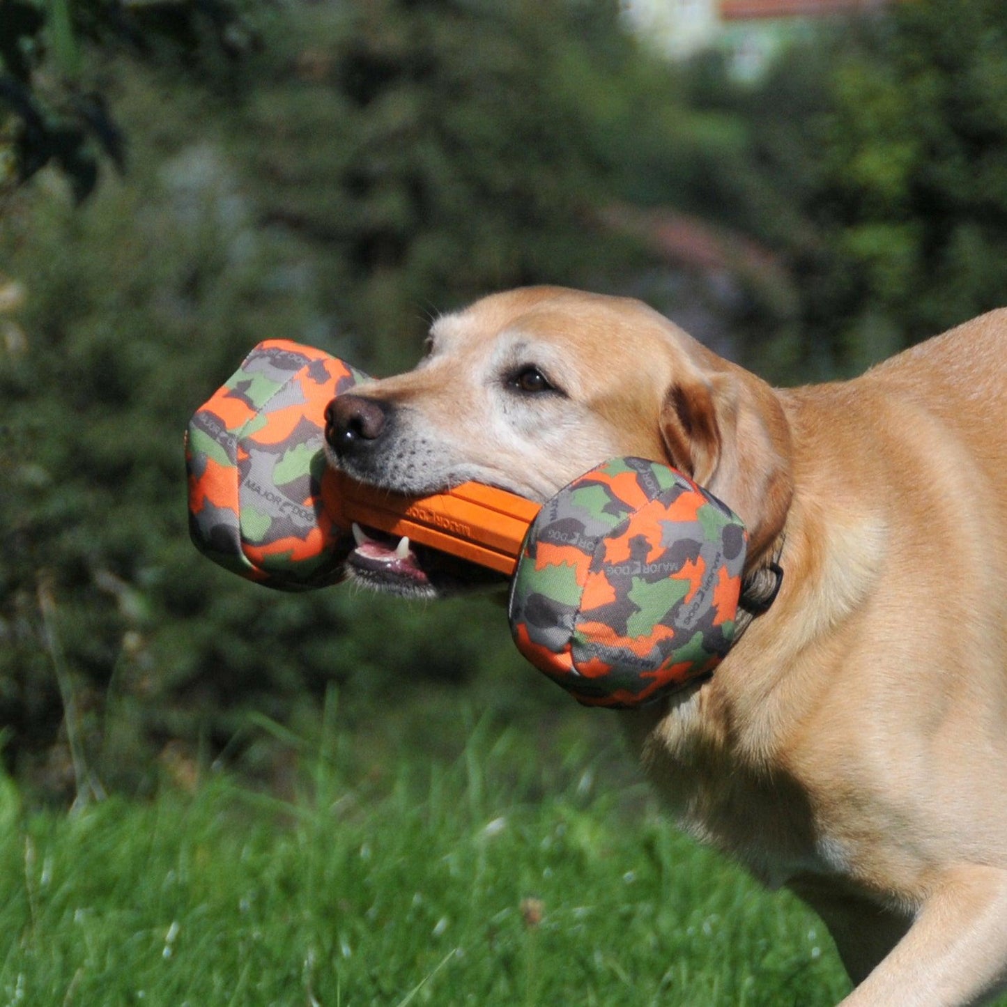 Major Dog Barbell - Large - Retrieval Toy - Mega Pet Store