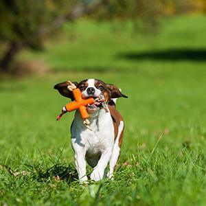Major Dog Fetch X Toy for Small Dogs - Mega Pet Store
