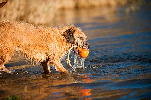 Major Dog Swimming Eddy Floating Fetch Toy with Handle - Small - Mega Pet Store