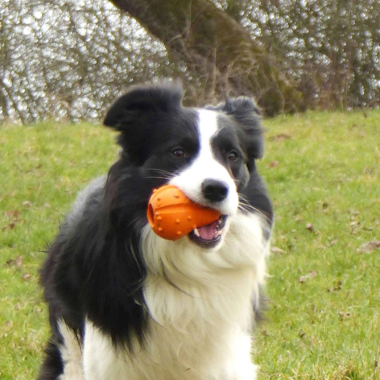 Major Dog Pumpkin Treat Toy - Mega Pet Store