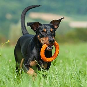 Major Dog Ring Rudi Fetch Toy - Mega Pet Store