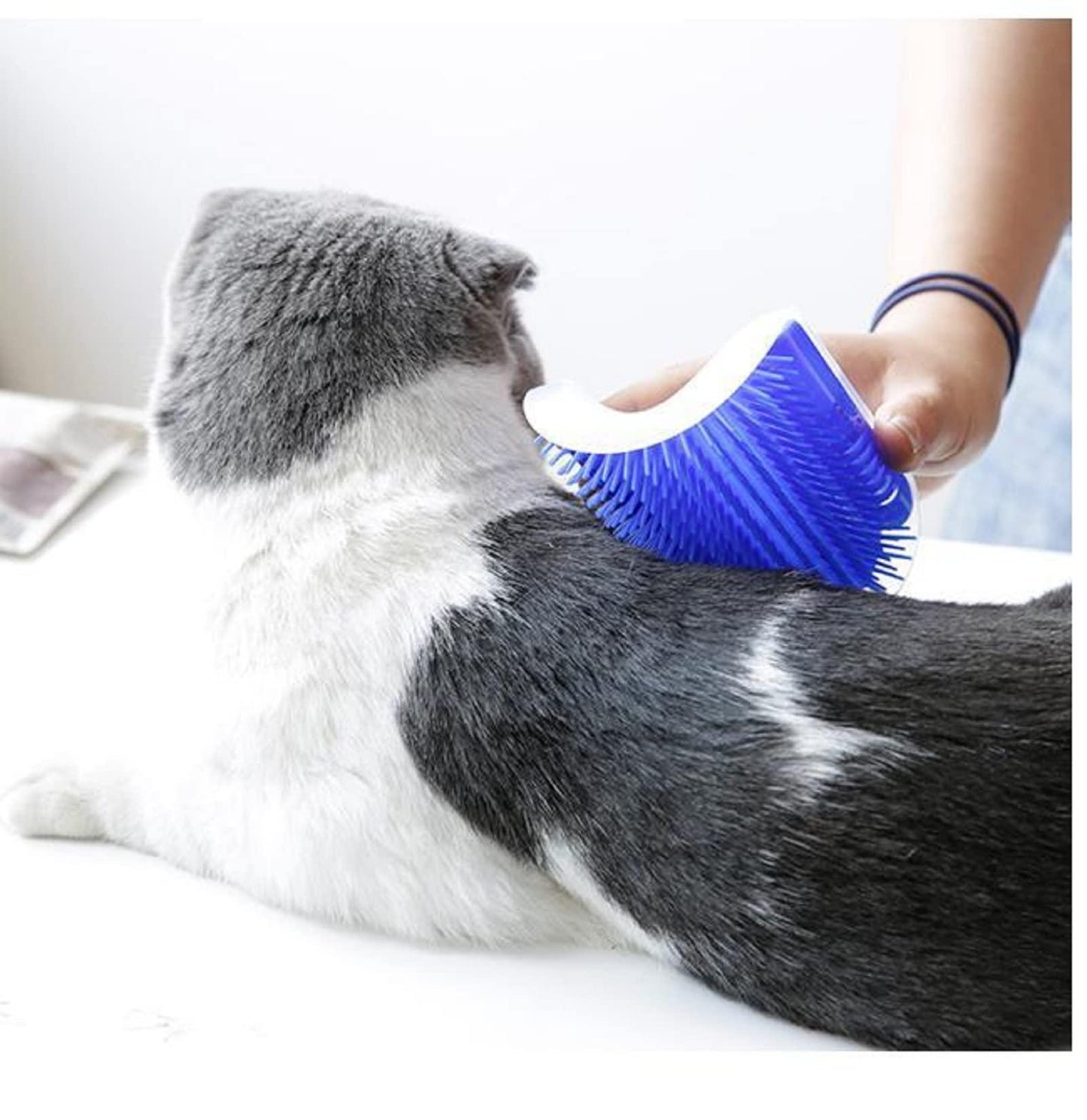 Cat Self Groomer Catnip Dog Cat Toy Corner Groomer Wall Corner Scratcher Comb Grooming Massage Brush Blue - Mega Pet Store
