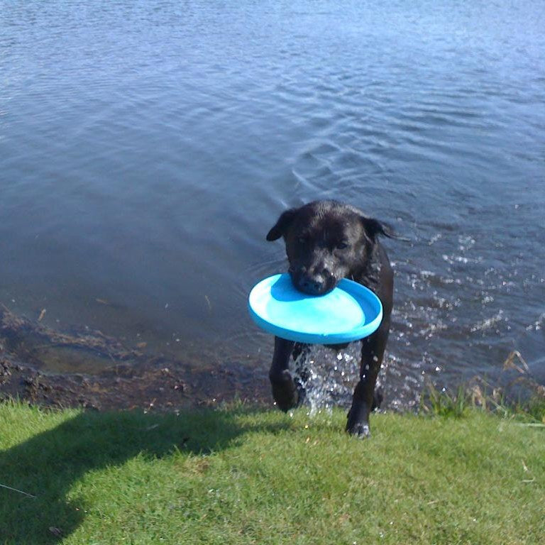 West Paw Zisc Flying Disc Fetch Dog Toy & Water Bowl