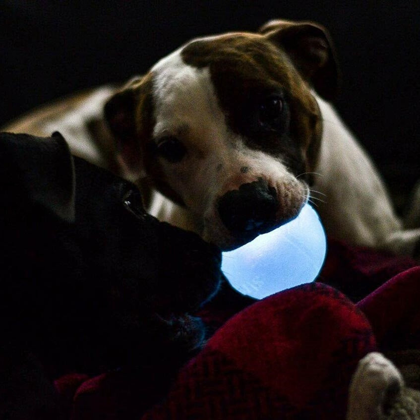 Planet Dog Orbee-Tuff Flashing Strobe Ball Glow in the Dark Light Up LED Dog Toy