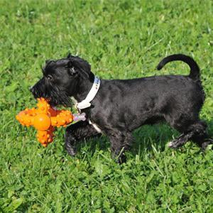 Major Dog Octopus Retrieval Ball - Small - Fetch Toy - Mega Pet Store