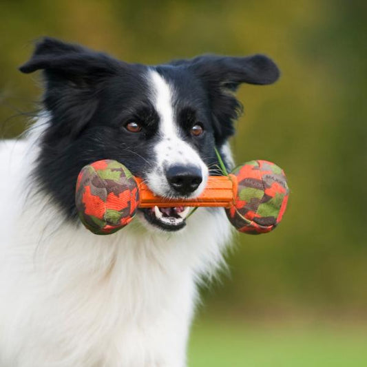 Major Dog Barbell - Small - Retrieval Toy - Mega Pet Store