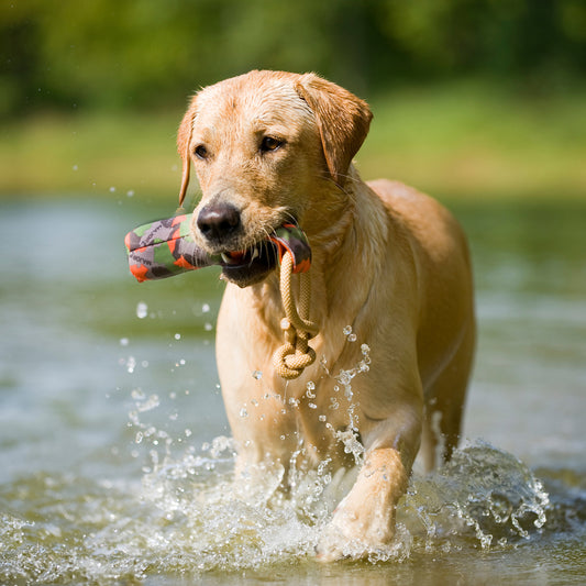 Major Dog Buoy Dummy - Small - Fetch Toy - Mega Pet Store