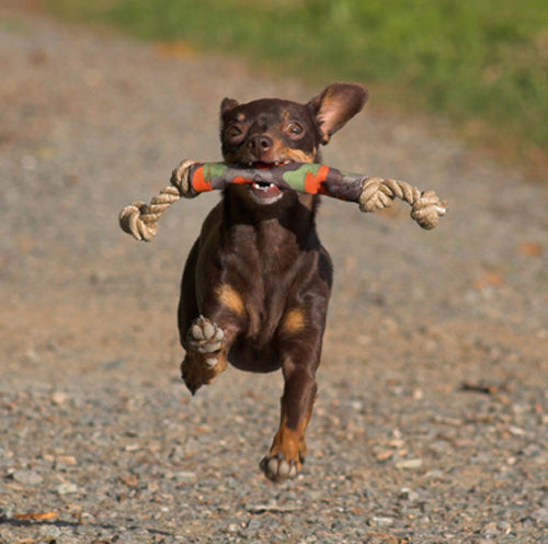 Major Dog Catch Dummy - Fetch Toy for Small Dogs - Mega Pet Store