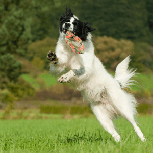 Major Dog Flying Felix - Fetch Toy - Mega Pet Store