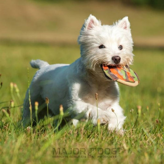 Major Dog Mini Frisbee - Fetch Toy - Mega Pet Store