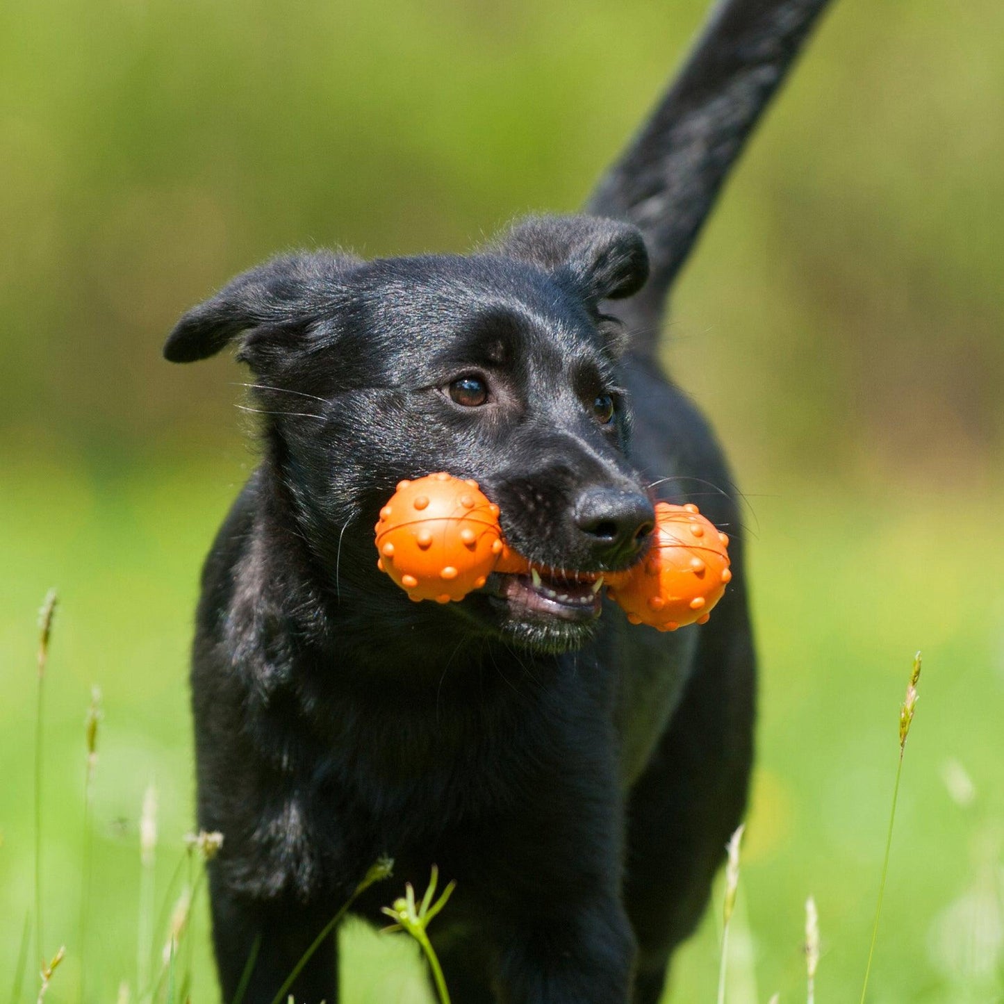 Major Dog Barbell Fetch Toy for Small Dogs - Mega Pet Store