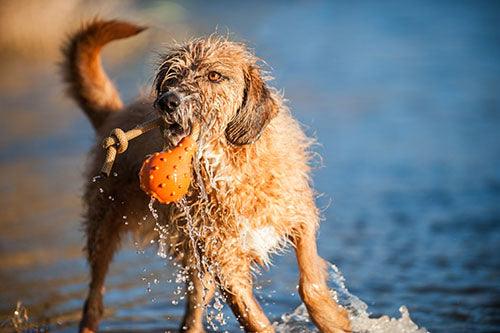 Major Dog Swimming Eddy Floating Fetch Toy with Handle - Large - Mega Pet Store