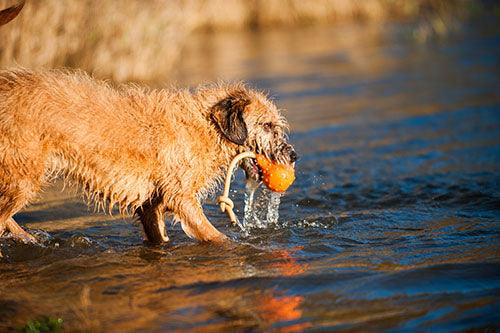 Major Dog Swimming Eddy Floating Fetch Toy with Handle - Large - Mega Pet Store