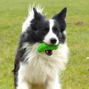 Major Dog Zucchini Treat Toy - Mega Pet Store